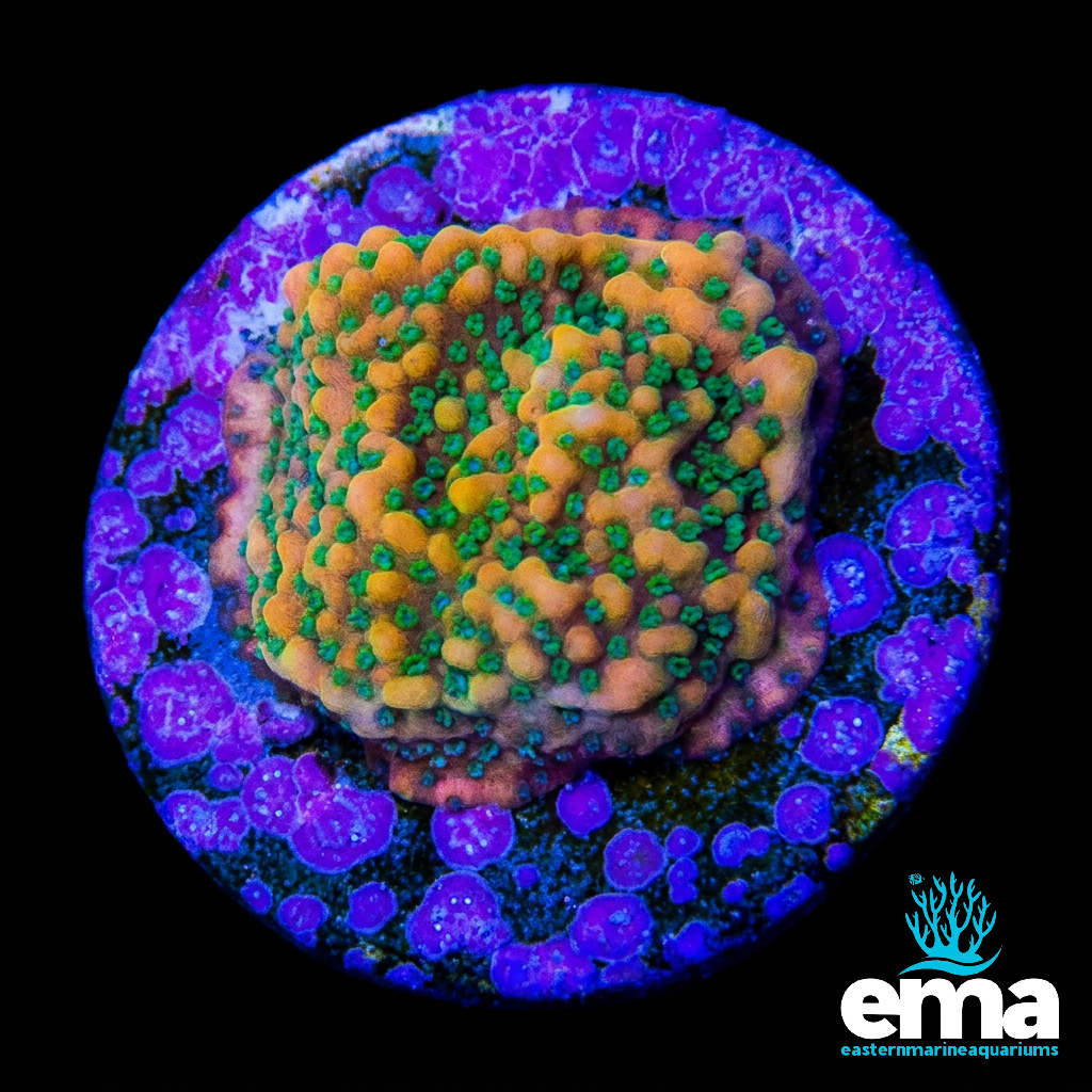 Gold Rush Montipora