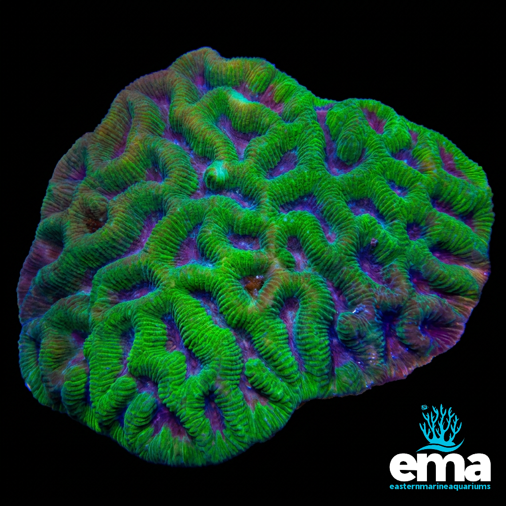 Green Maze Brain
