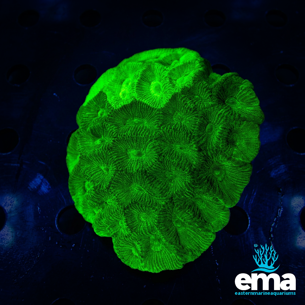 Toxic Green Goniastrea