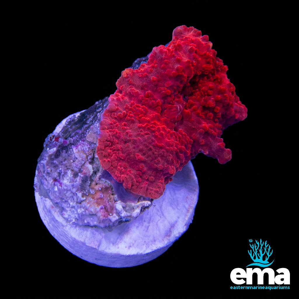 Red Mushroom