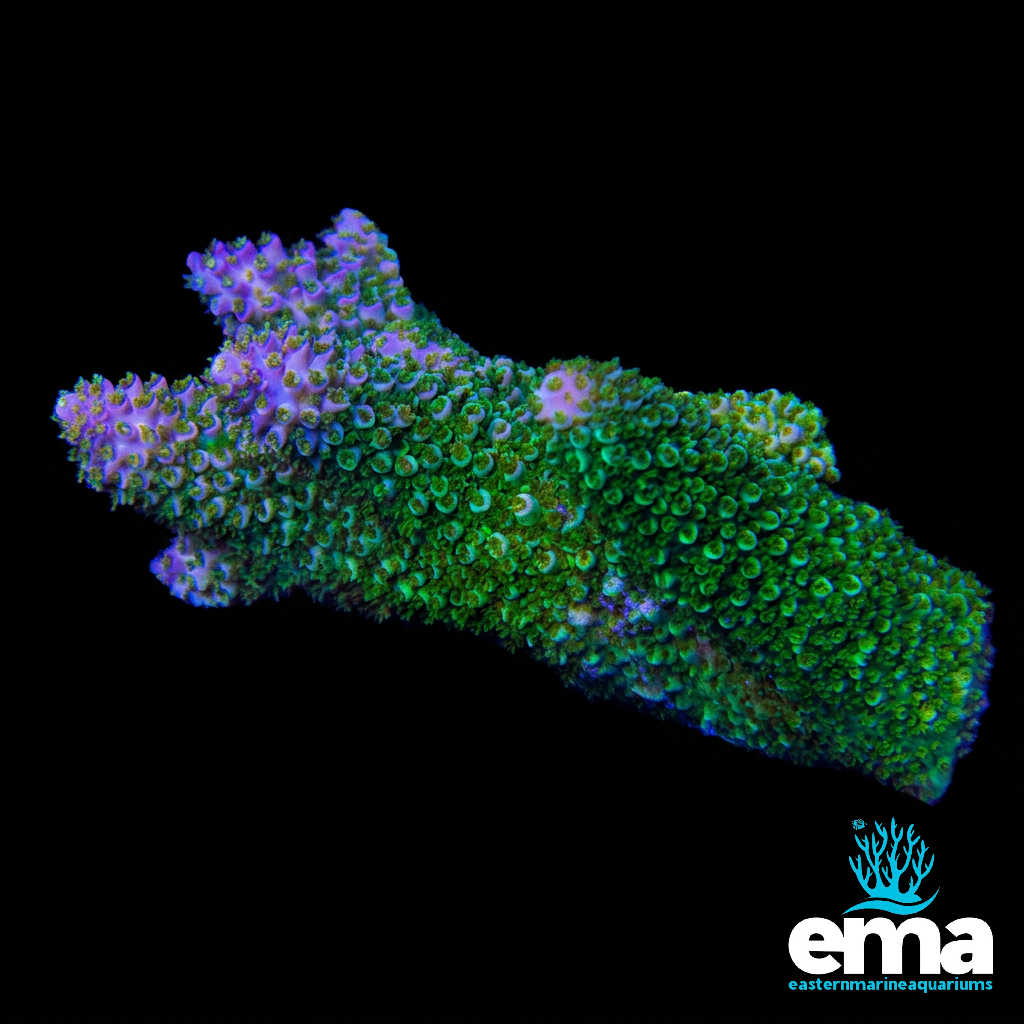 Purple Tip Acropora