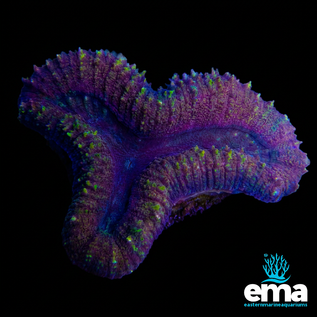Purple Lobo Brain