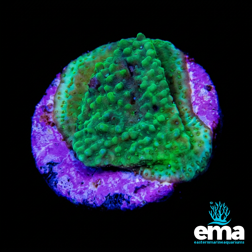 Green Montipora