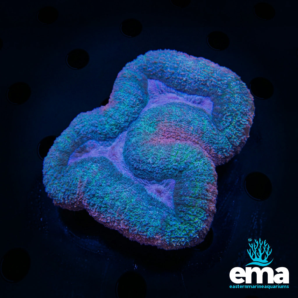 Lobo Coral
