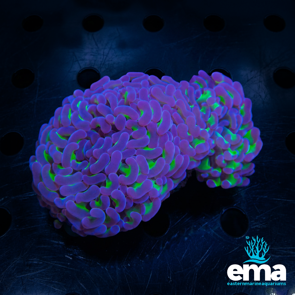 Reverse Hammer Coral