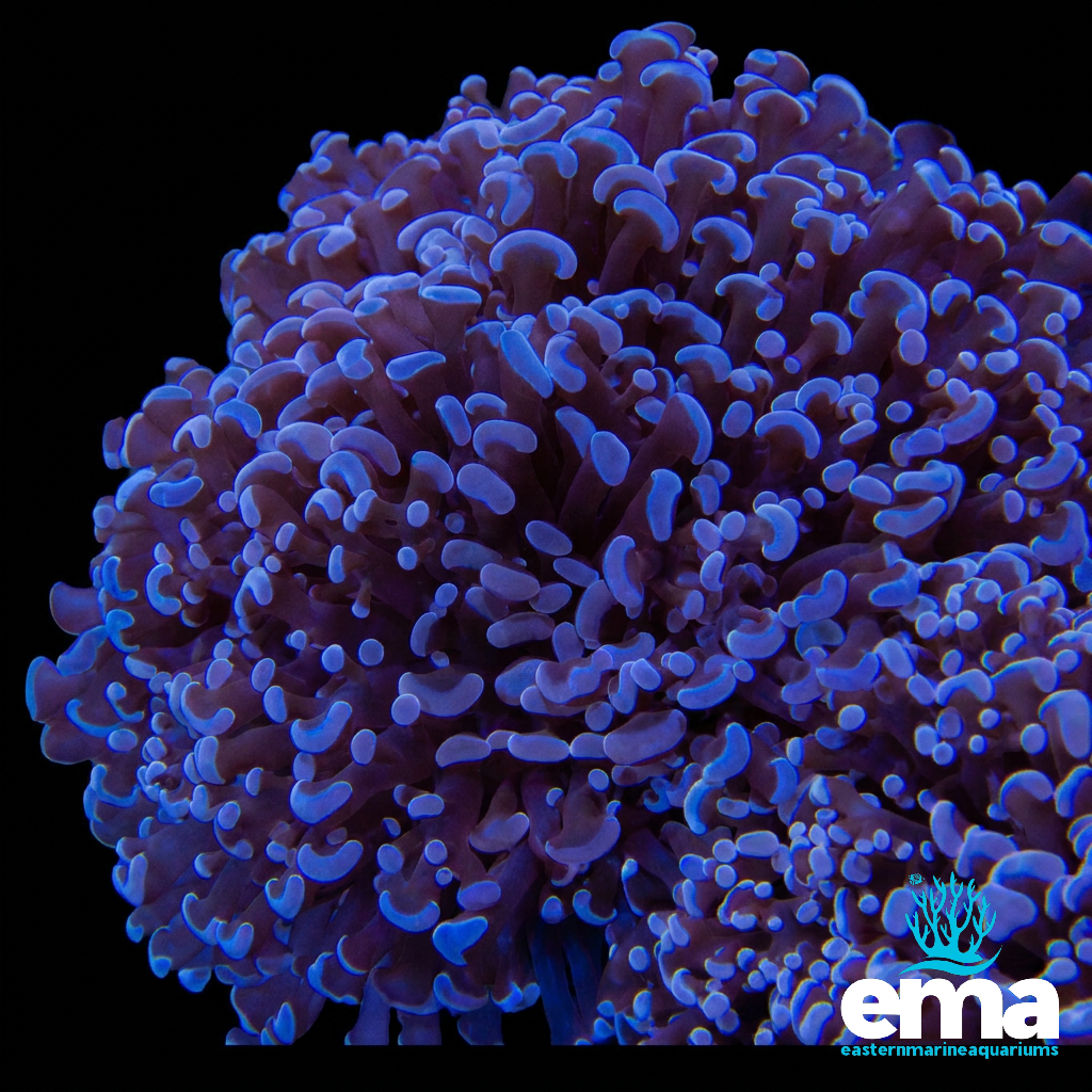 Purple Frammer Coral