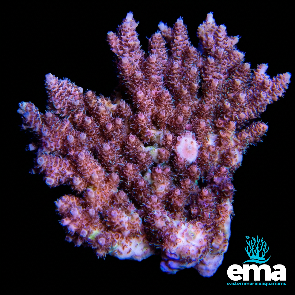 Pink & Green Australian Acropora