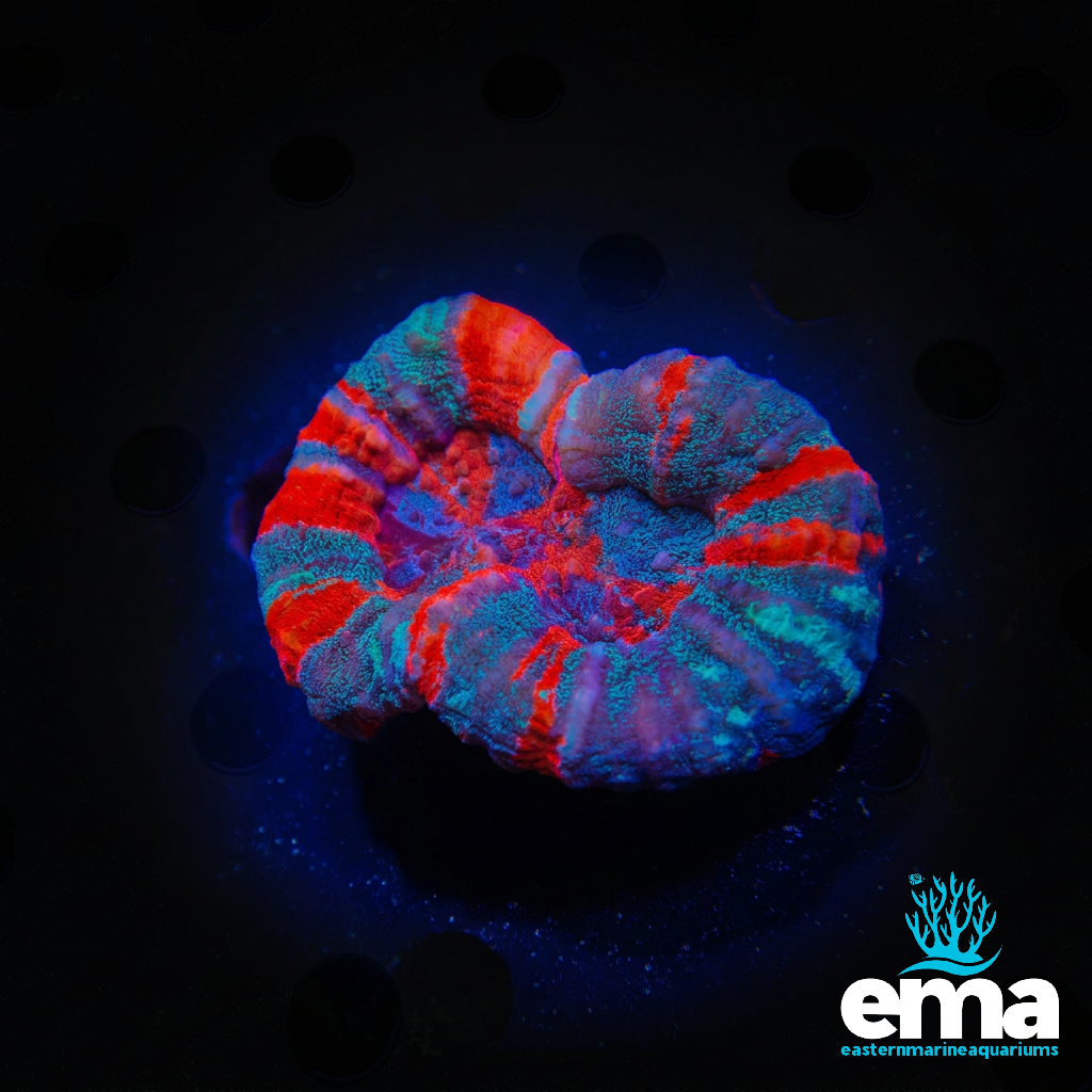 Double Mouth Warpaint Scolymia
