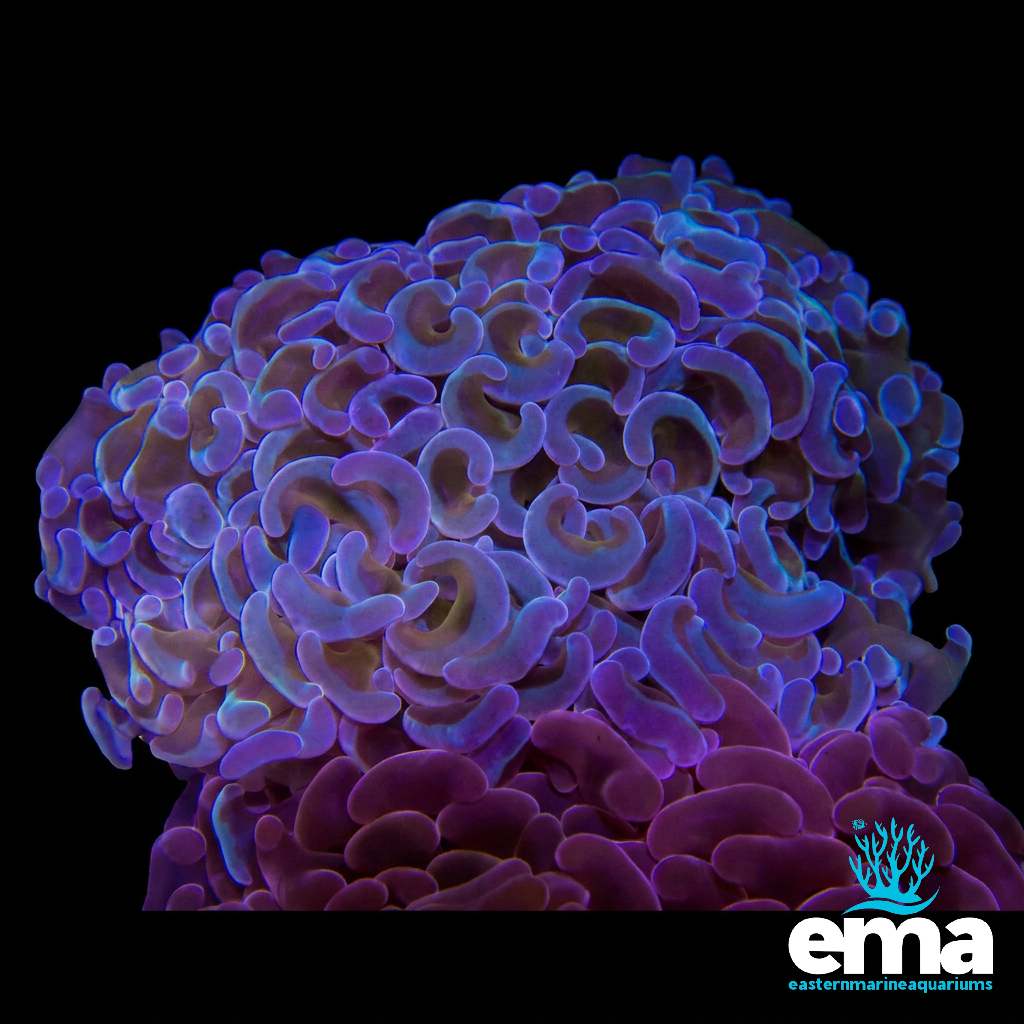 Blue & Gold Hammer Coral