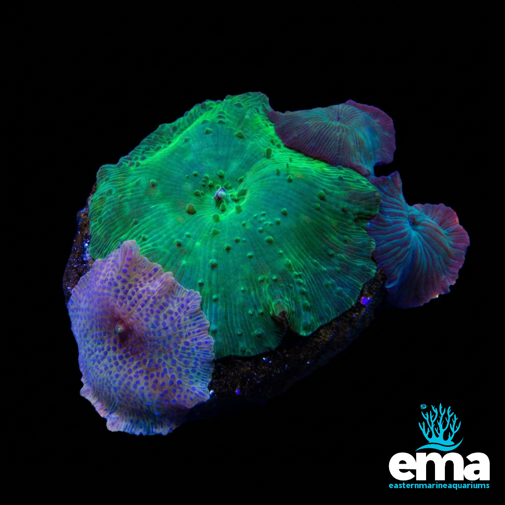 Green Rhodactis Mushroom Garden