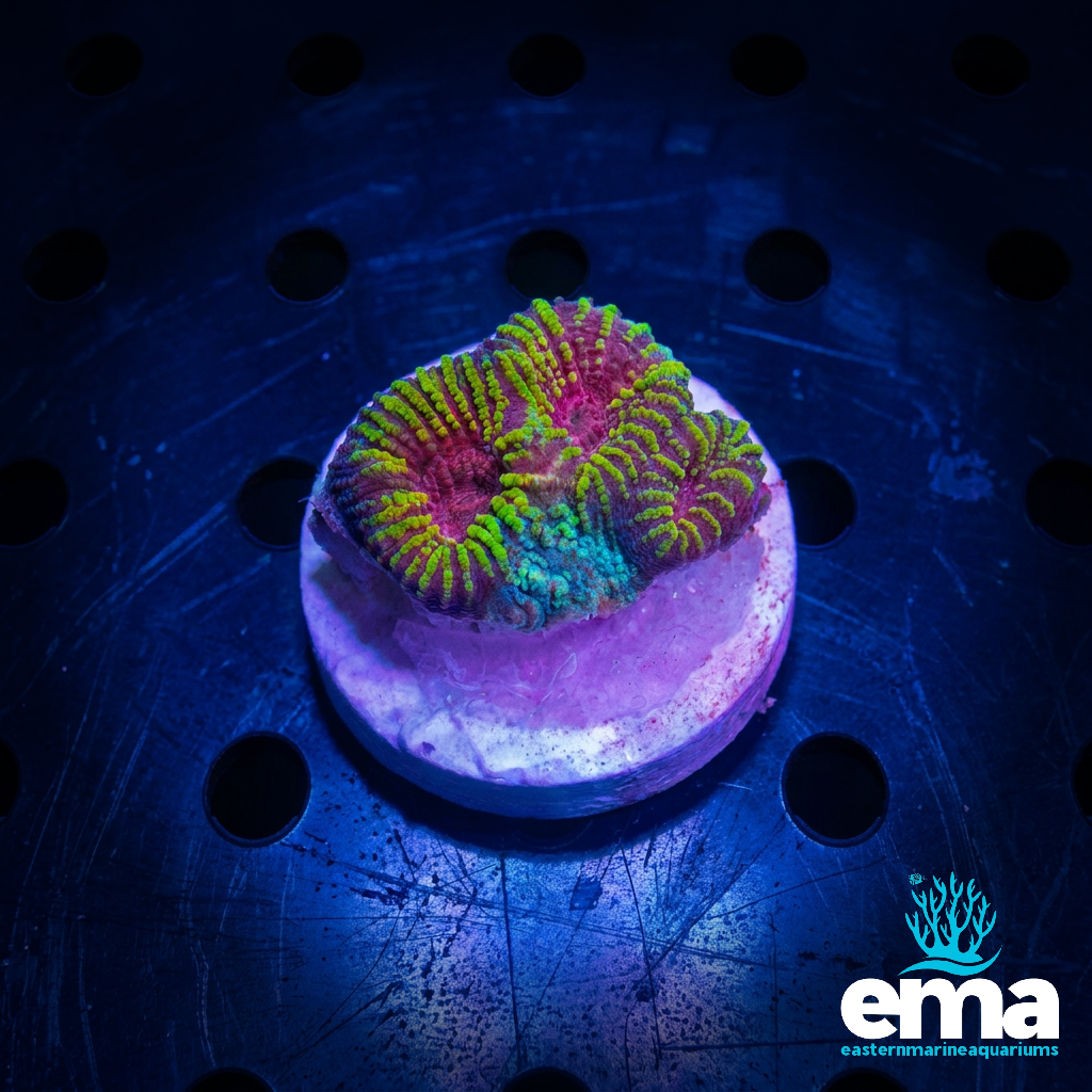 Teal Matrix Favia Morph