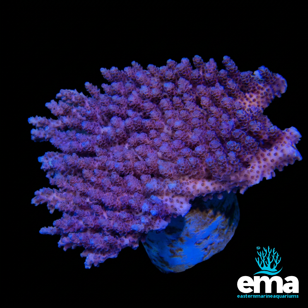 Purple Tabling Australian Acropora