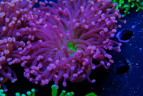 Australian Joker Torch at EasternMarine Aquariums