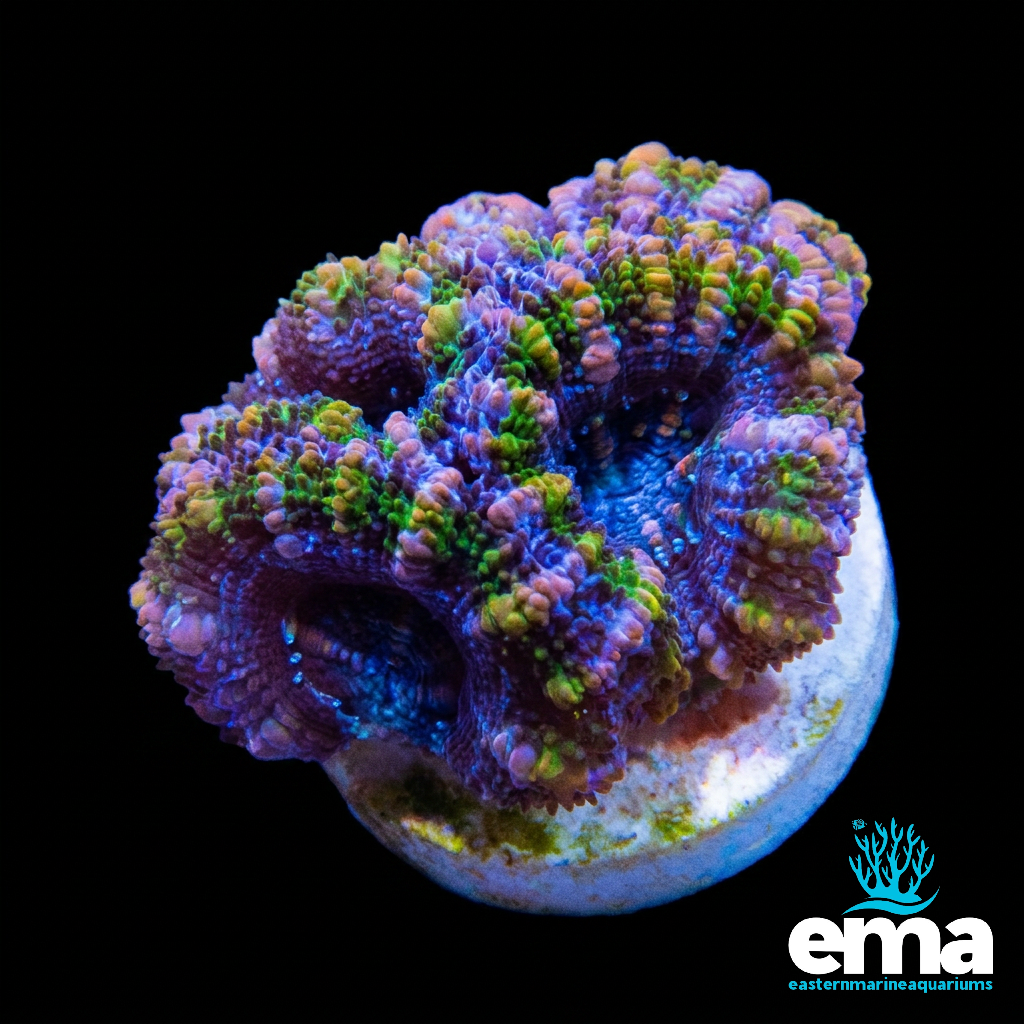 Pink & Green Flecked Acan Lord Fragment