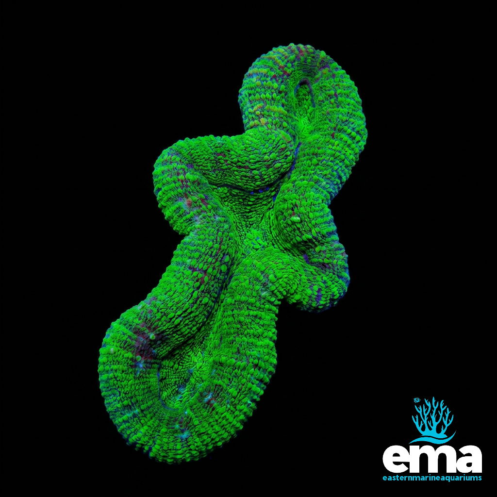 Neon Green Lobophyllia