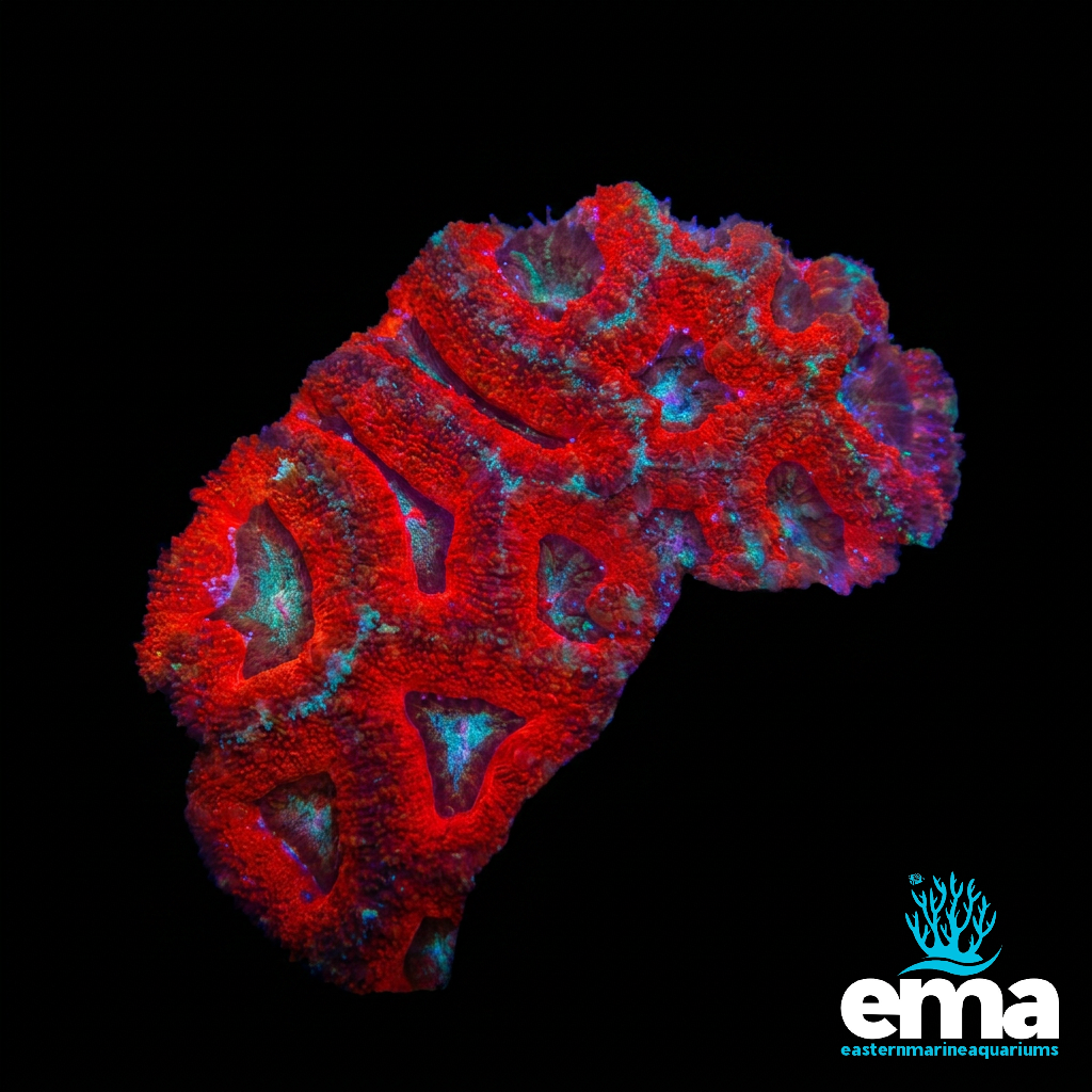 Red Acan Lord