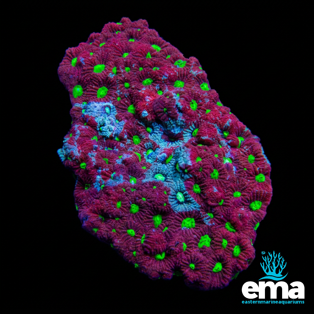 War Coral Favites