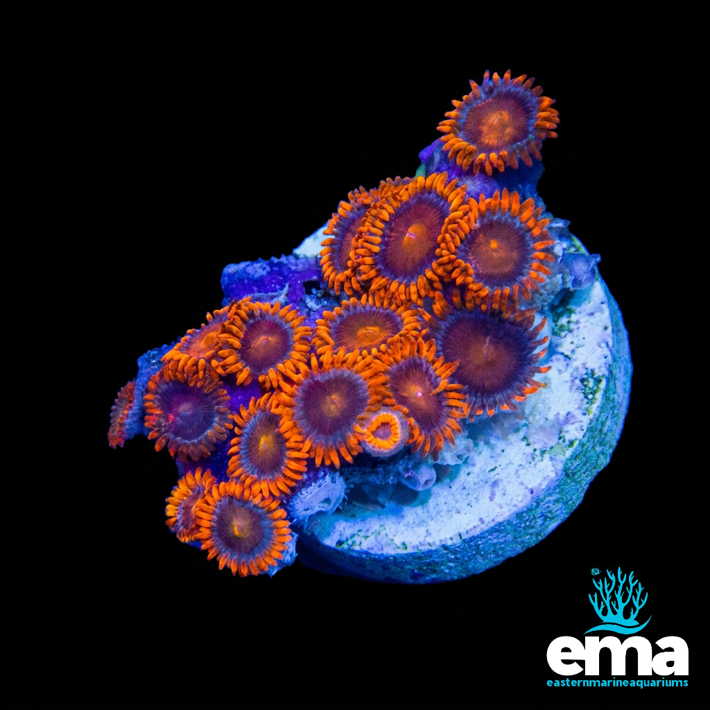 Zoanthid Fragment