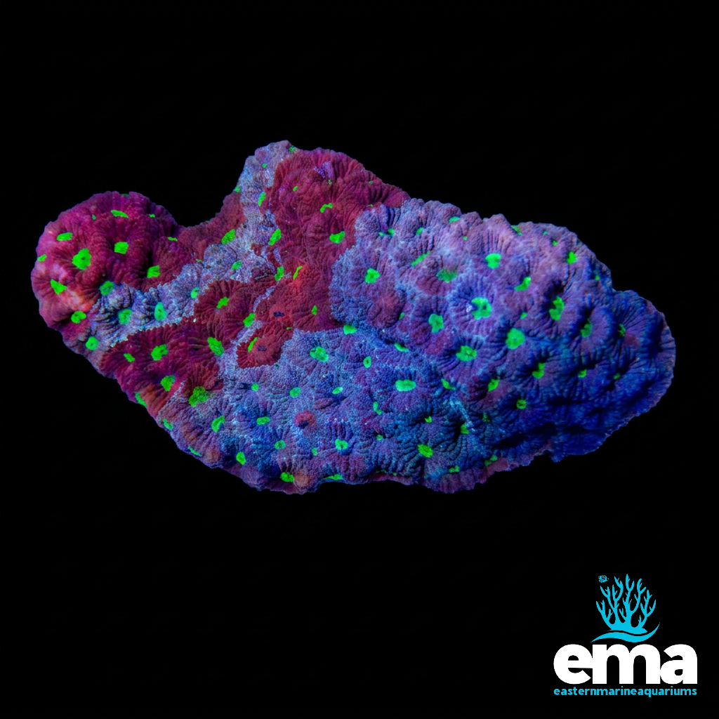 War Coral