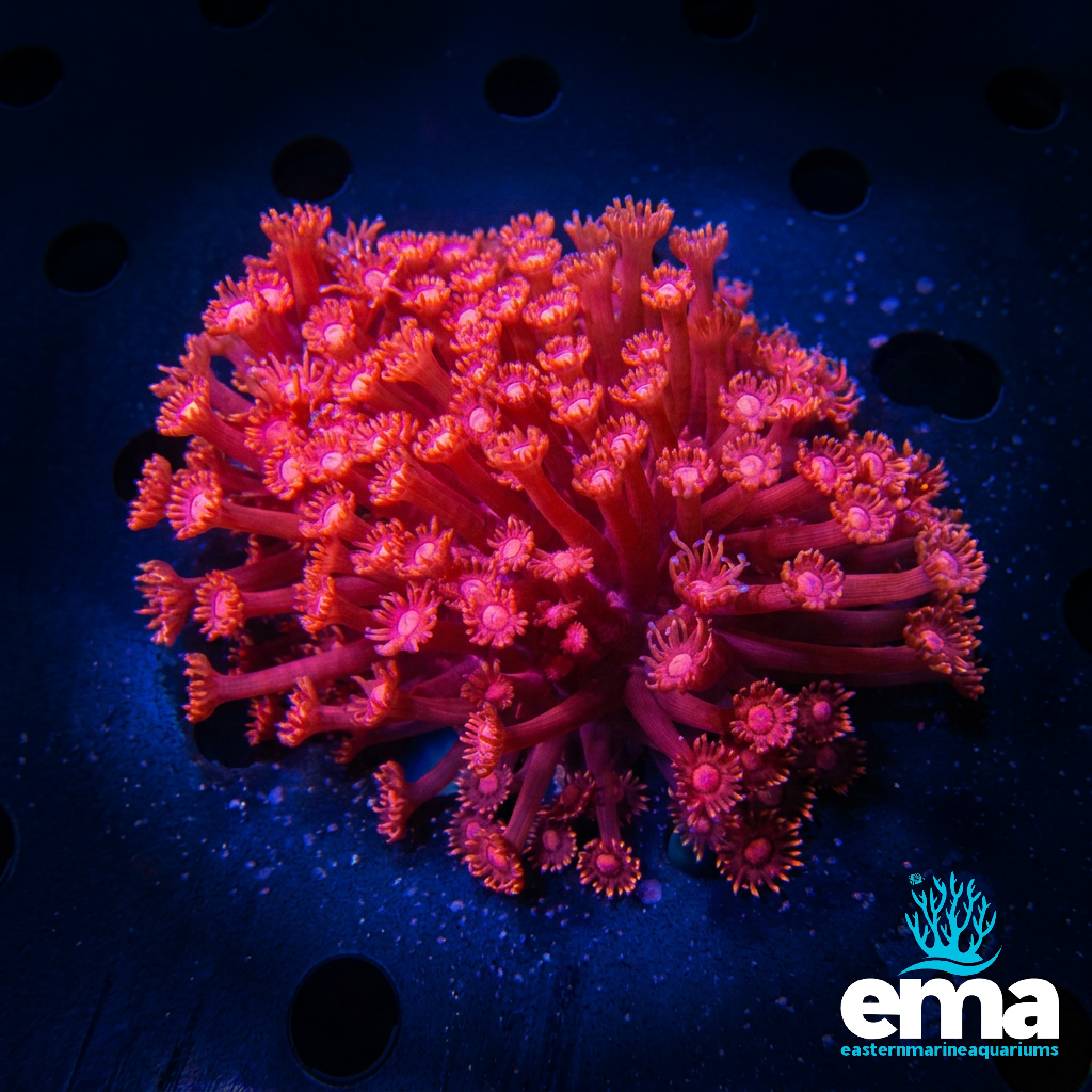 Red Goniopora Coral
