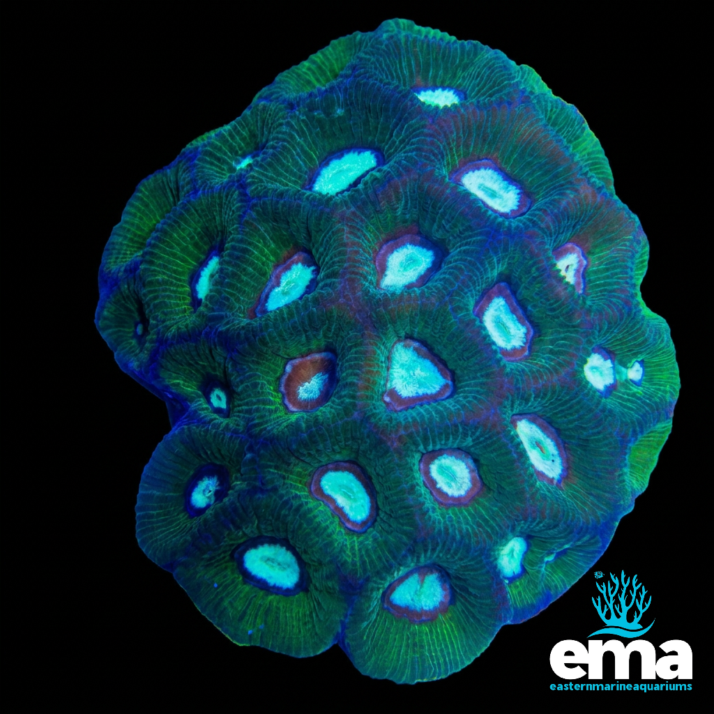 Goniastrea