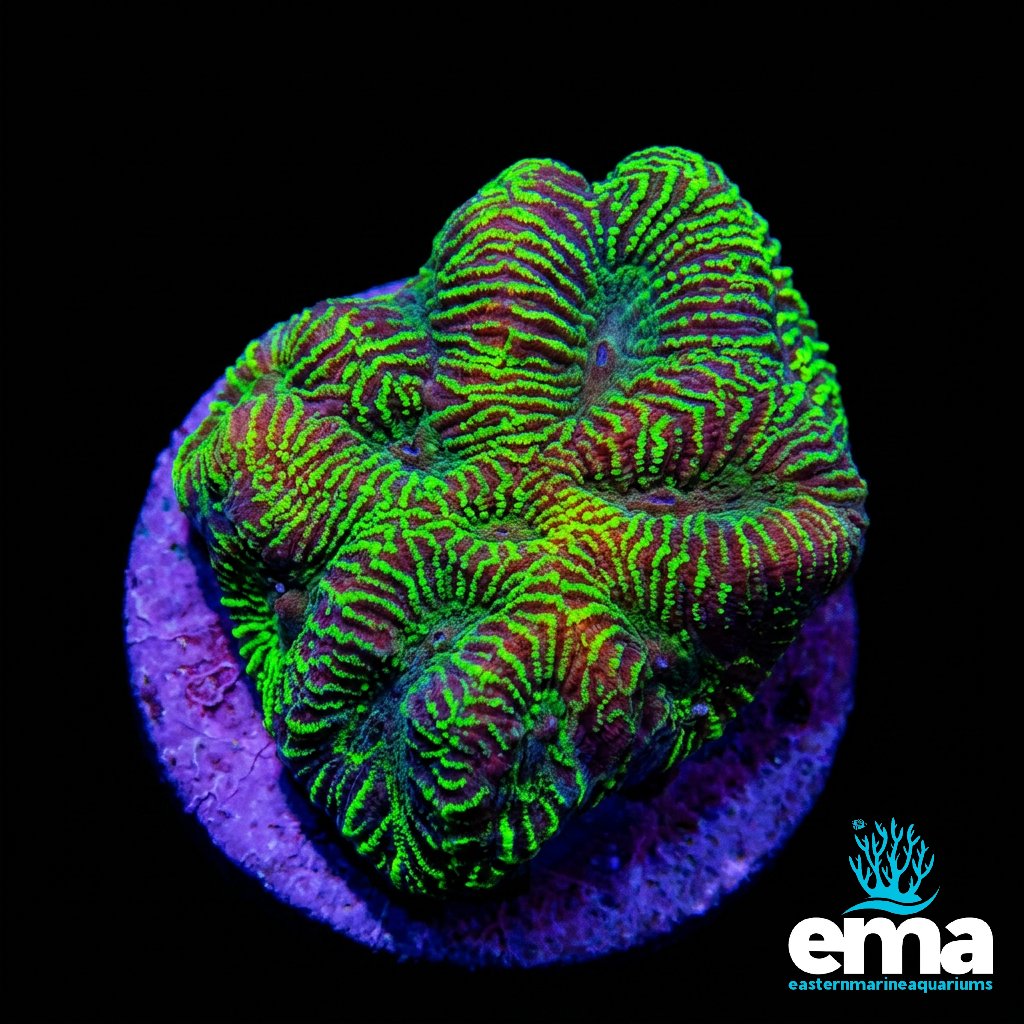 Toxic Green Maze Fragment