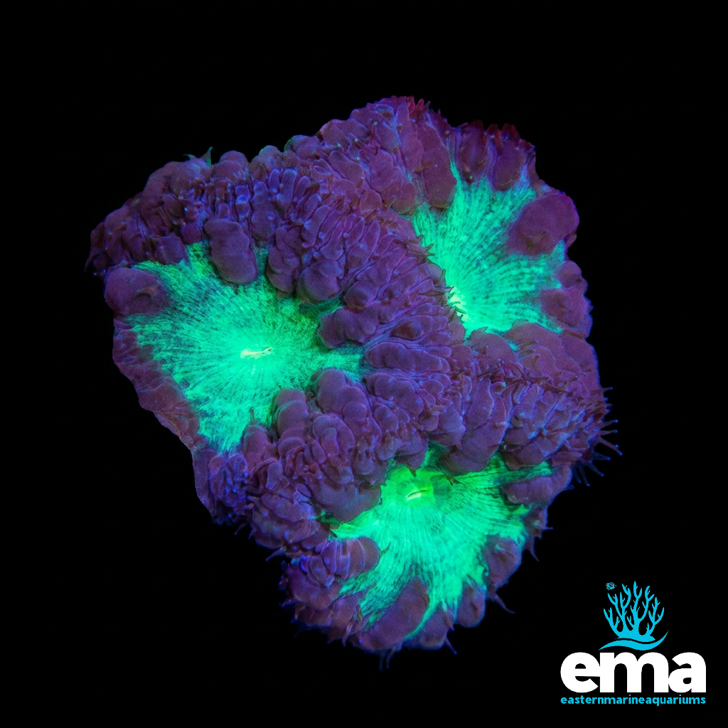 Purple Blasto Fragment