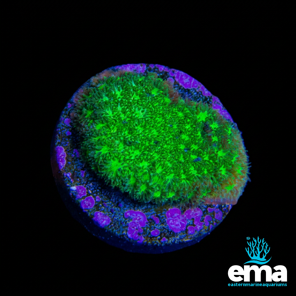 Green Leptastrea