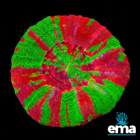Ultra Grade Bleeding Apple Scolymia | EasternMarine Aquariums