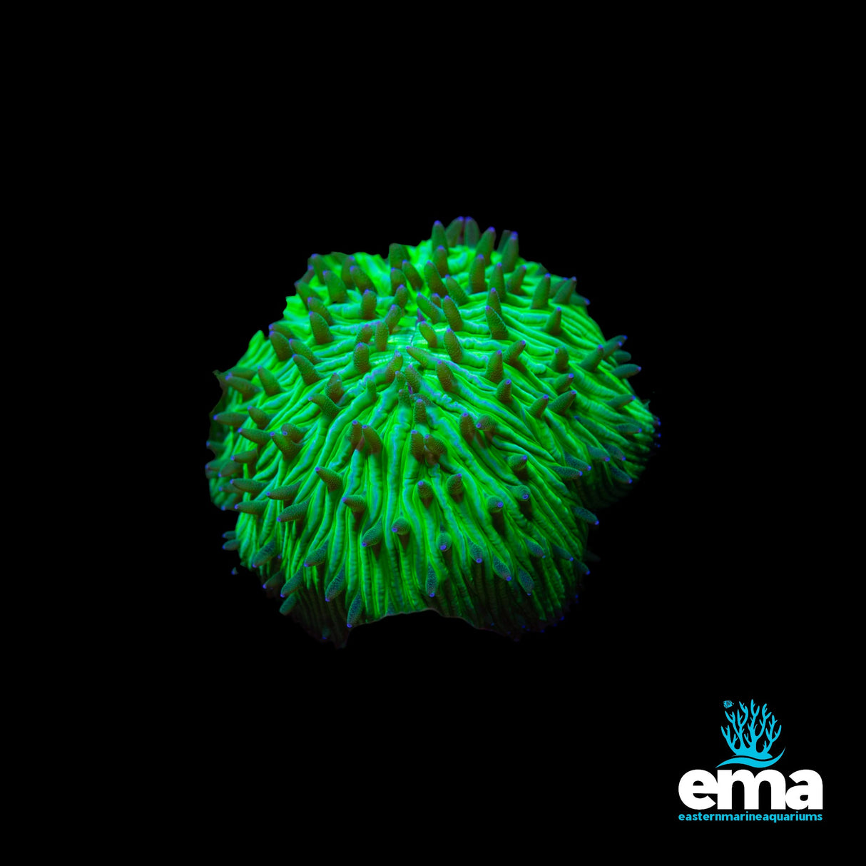 Large Green Domed Fungia