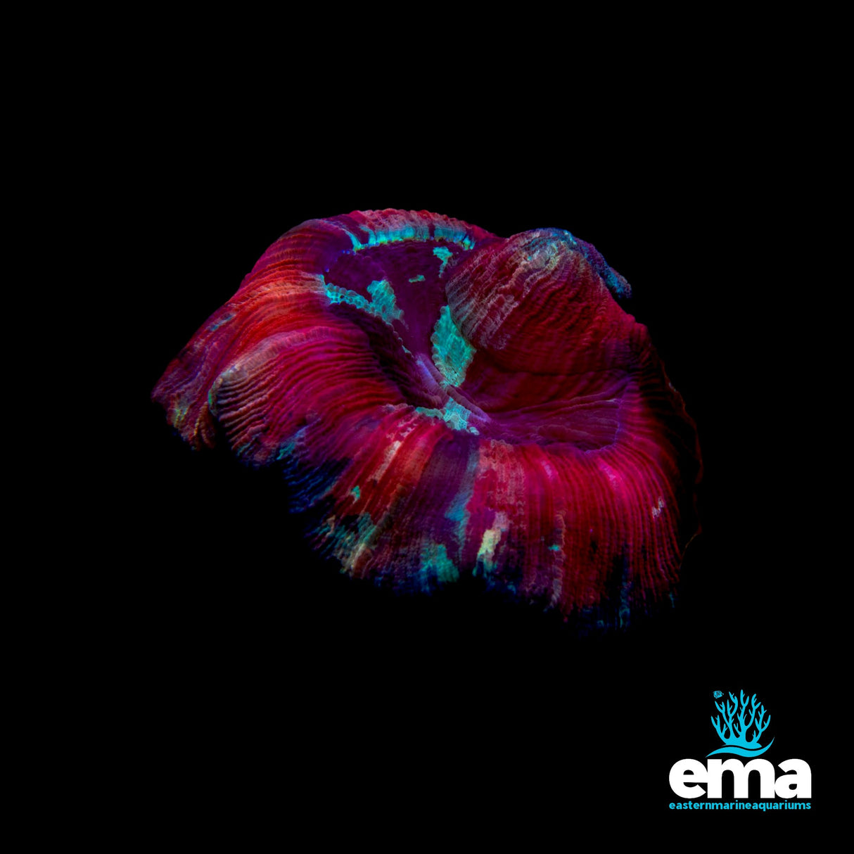 Trachyphyllia Brain Coral