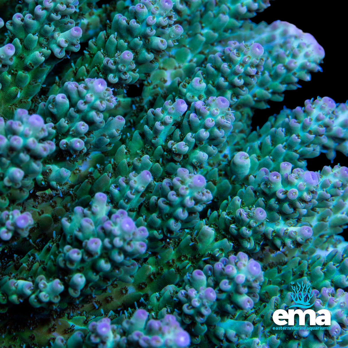Northern QLD Acropora