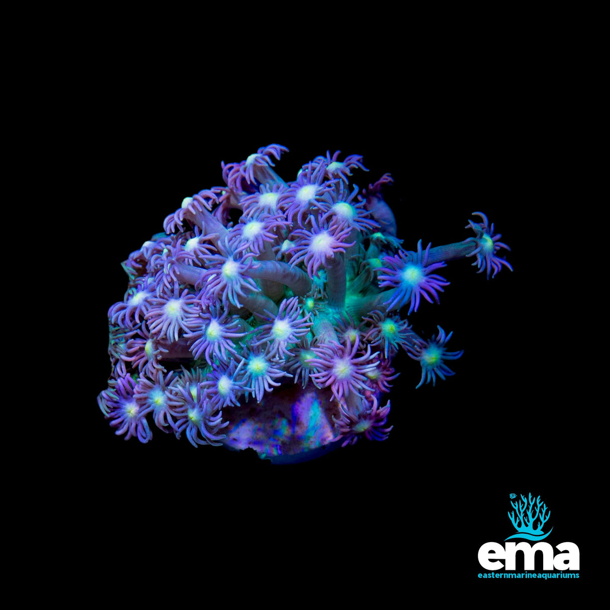 Blue Hue & Purple Center Goniopora