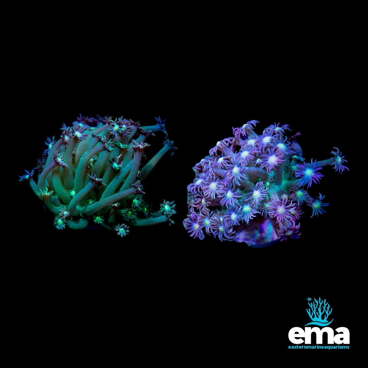 Australian Goniopora Frag Pack