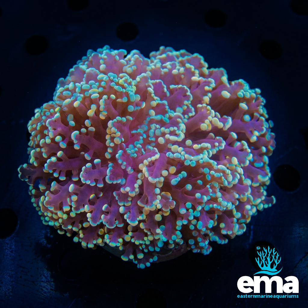WA Kingspawn Coral