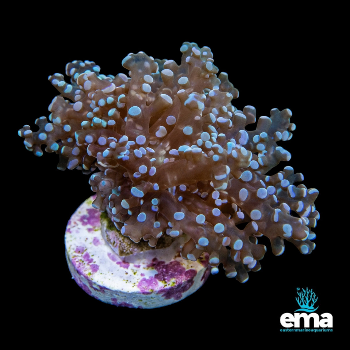 Orange Branching Frogspawn