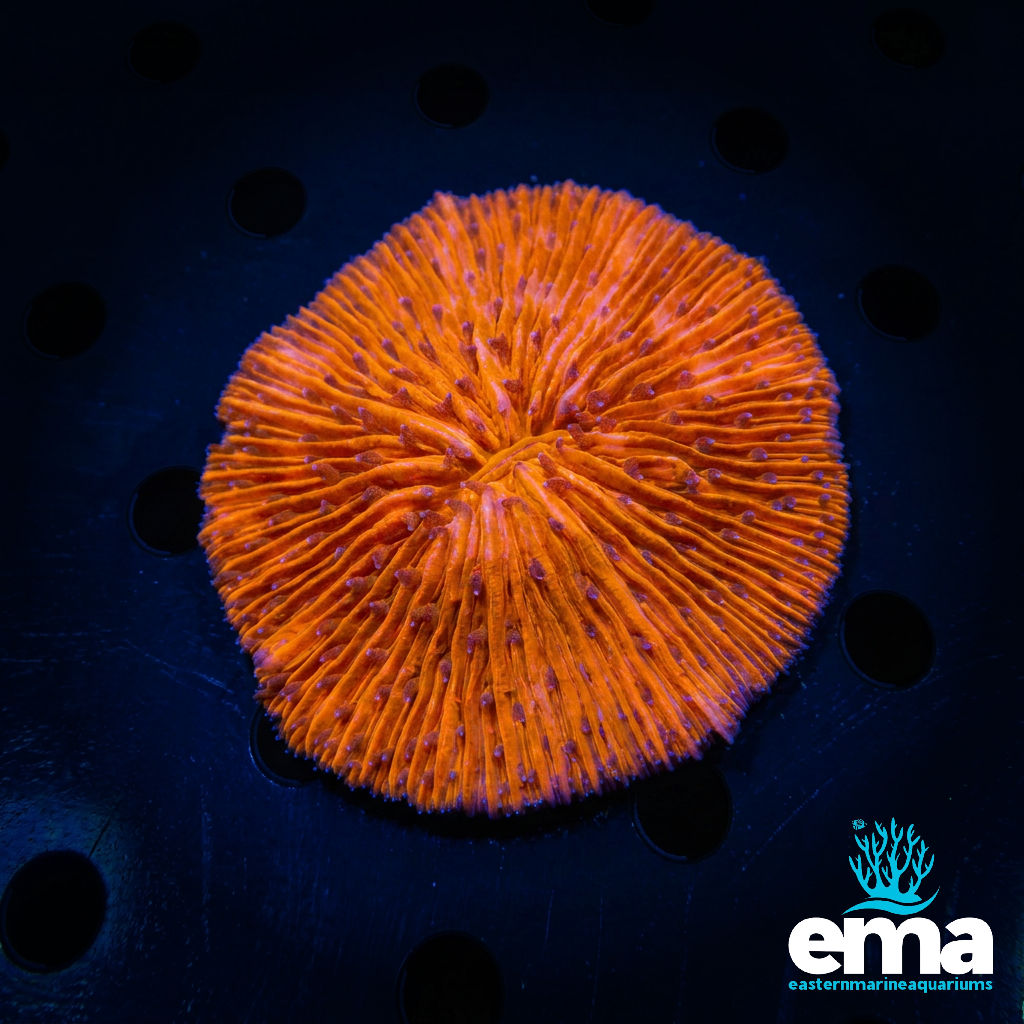 Orange Plate Coral