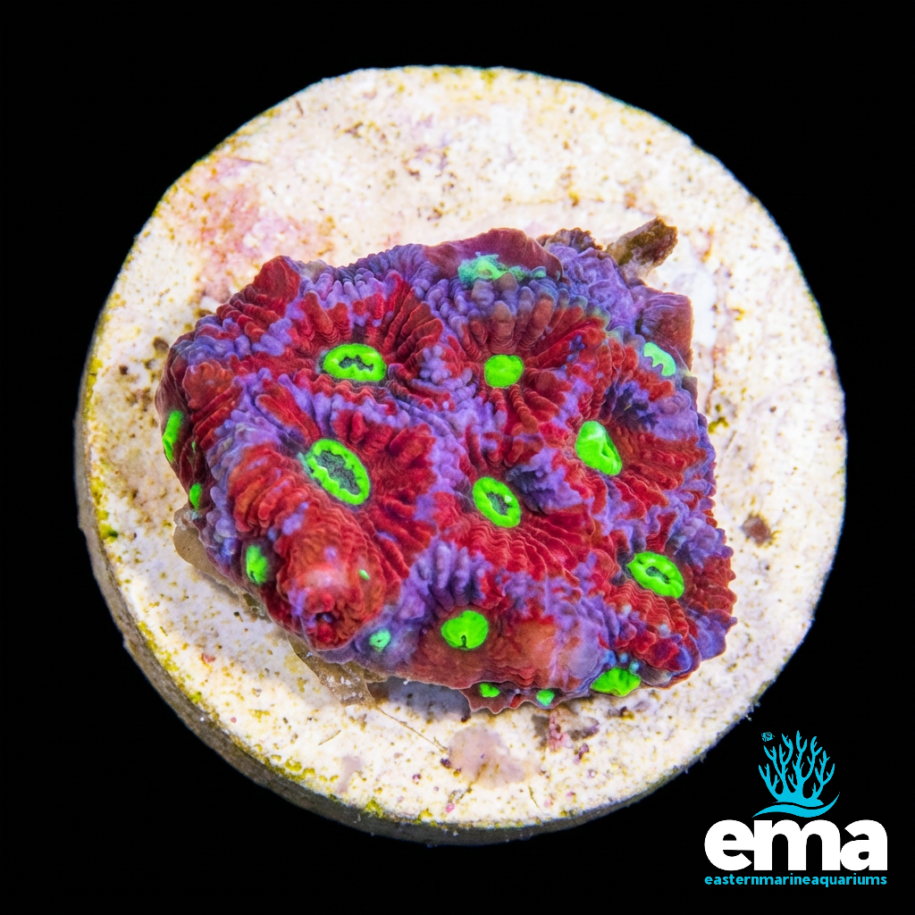Red and Blue War Coral Frag – EasternMarine Aquariums