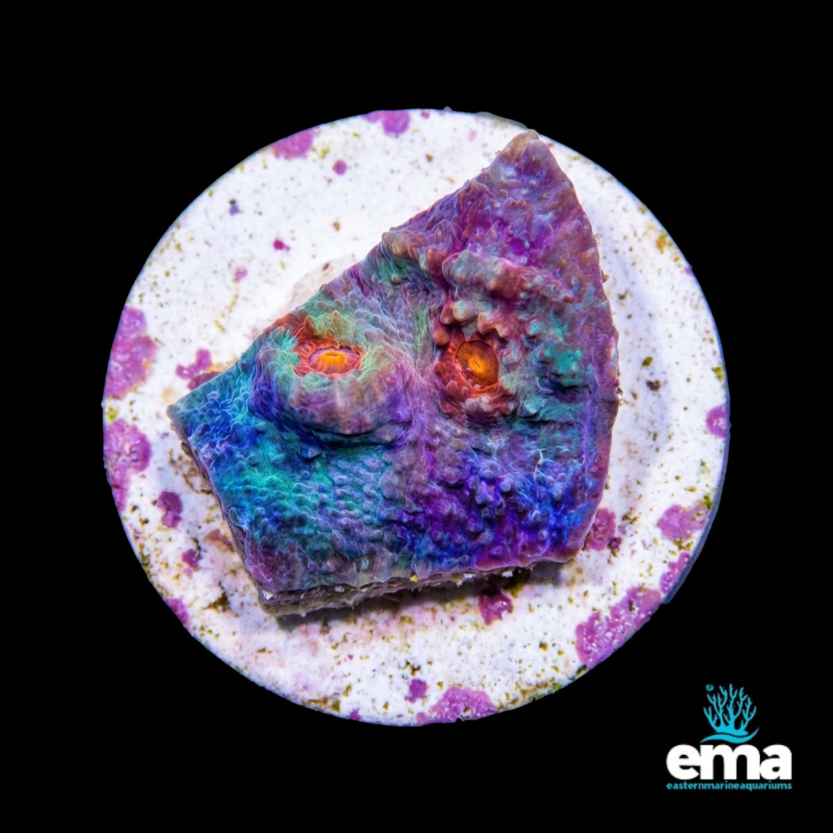 Marbled Chalice Fragment - EasternMarine Aquariums