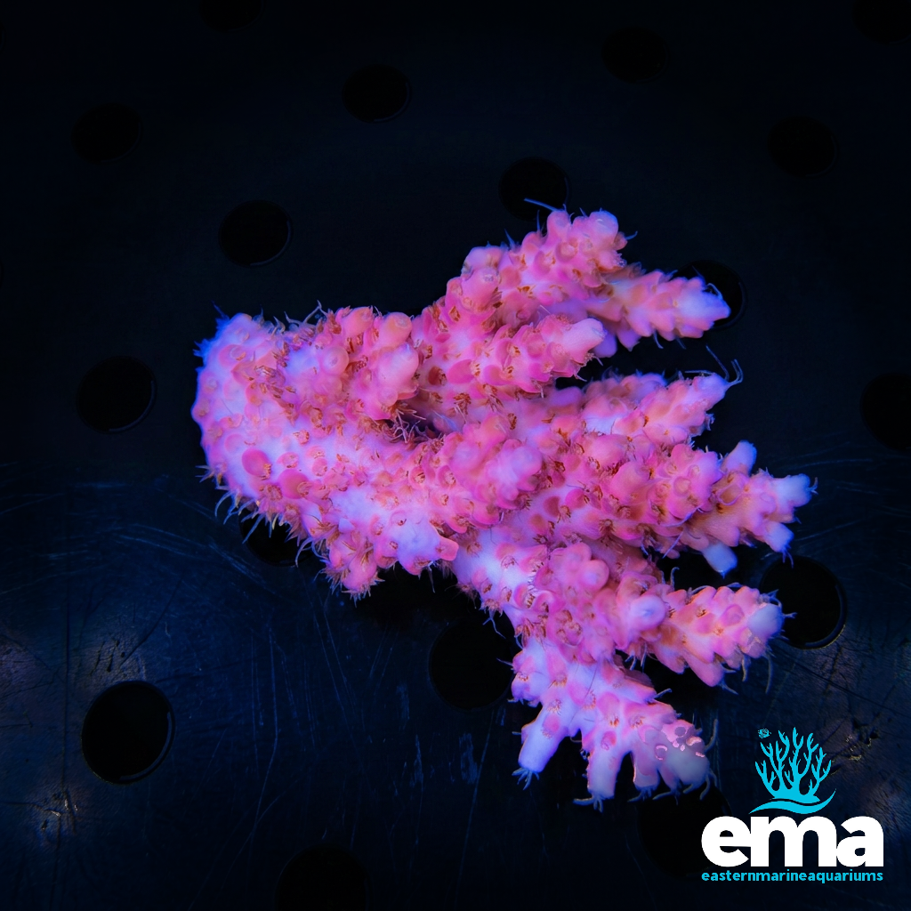 Pink Acropora sp.
