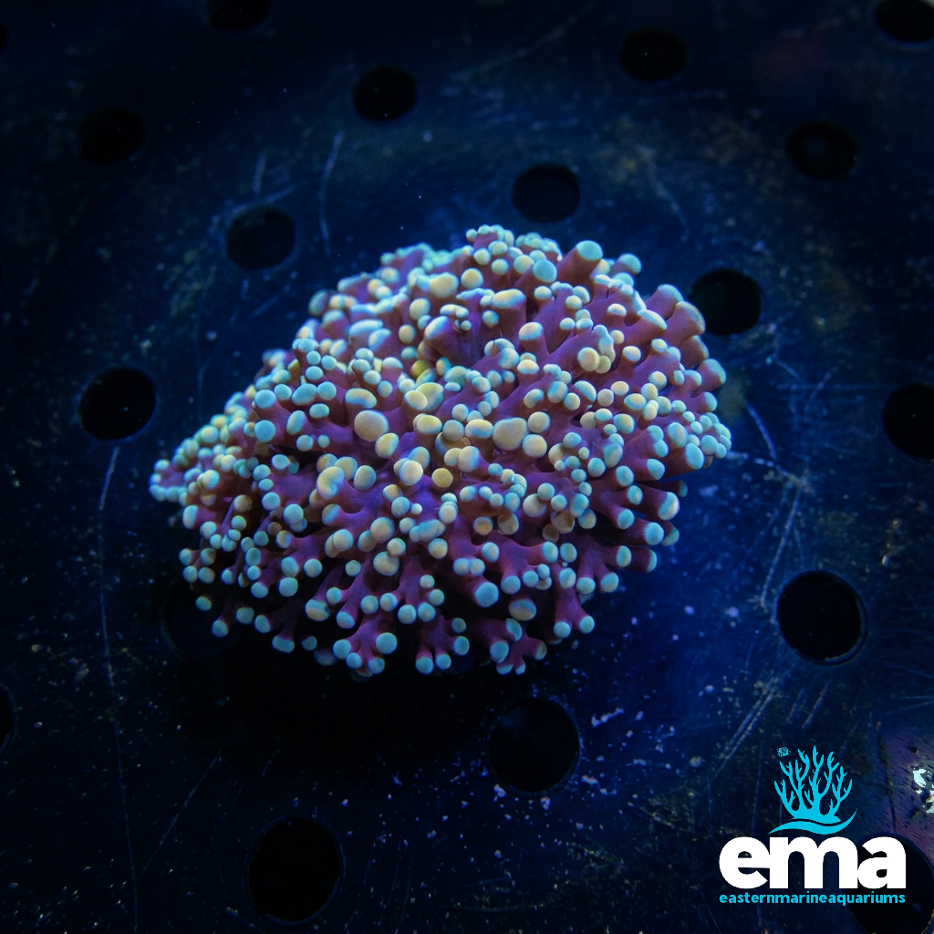 WA Kingspawn Coral