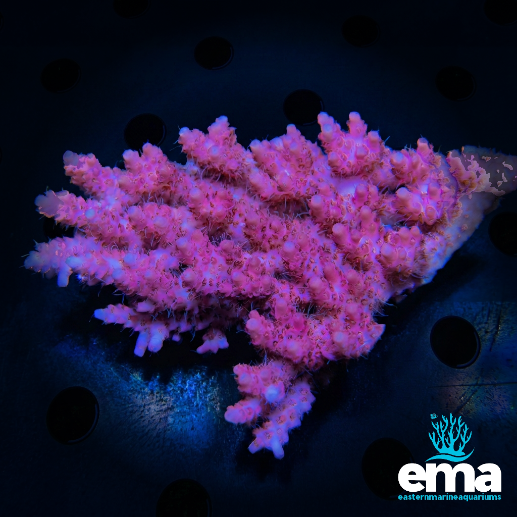 Baby Pink Acropora sp.