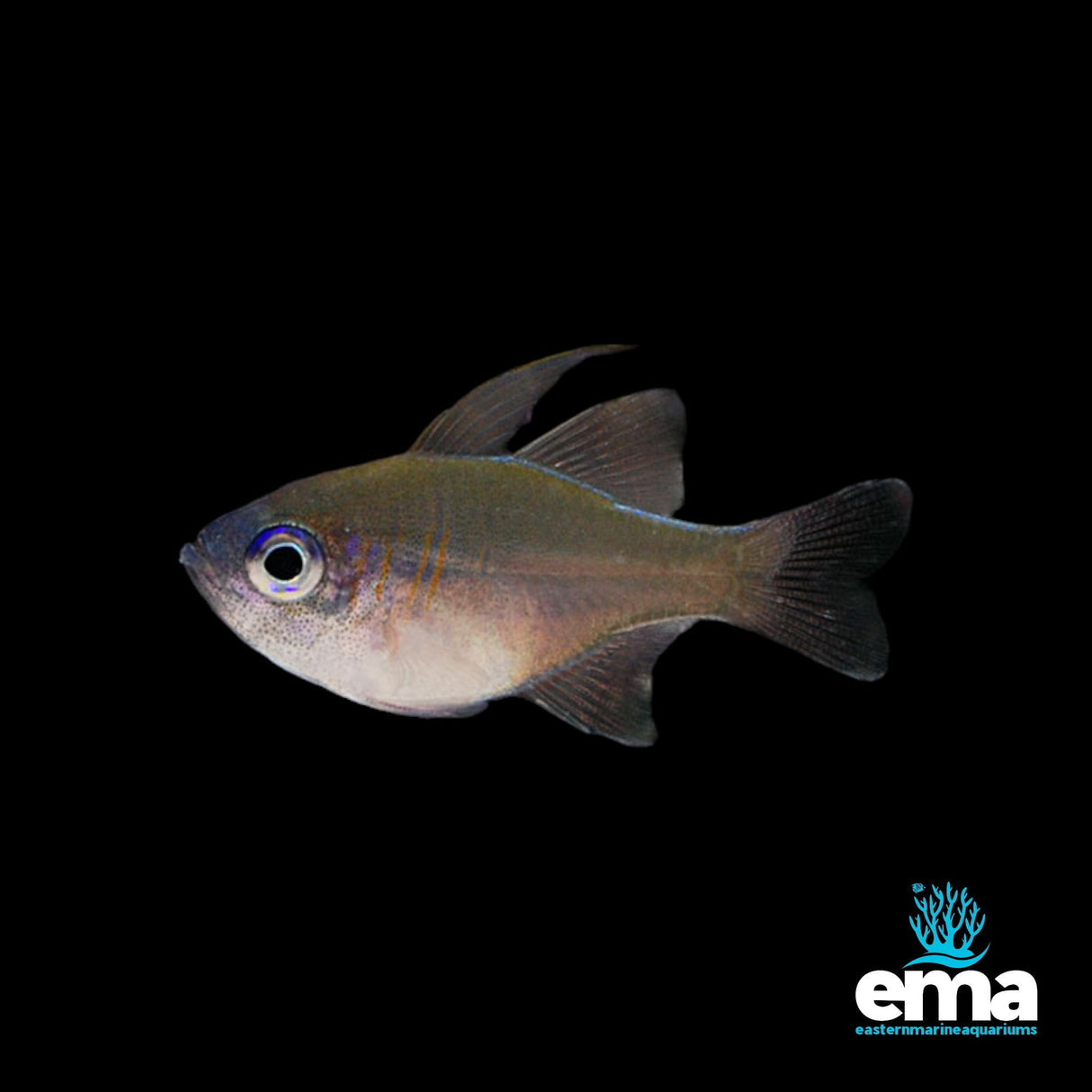 Longspine Cardinalfish