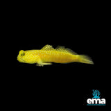 Yellow Shrimp Goby