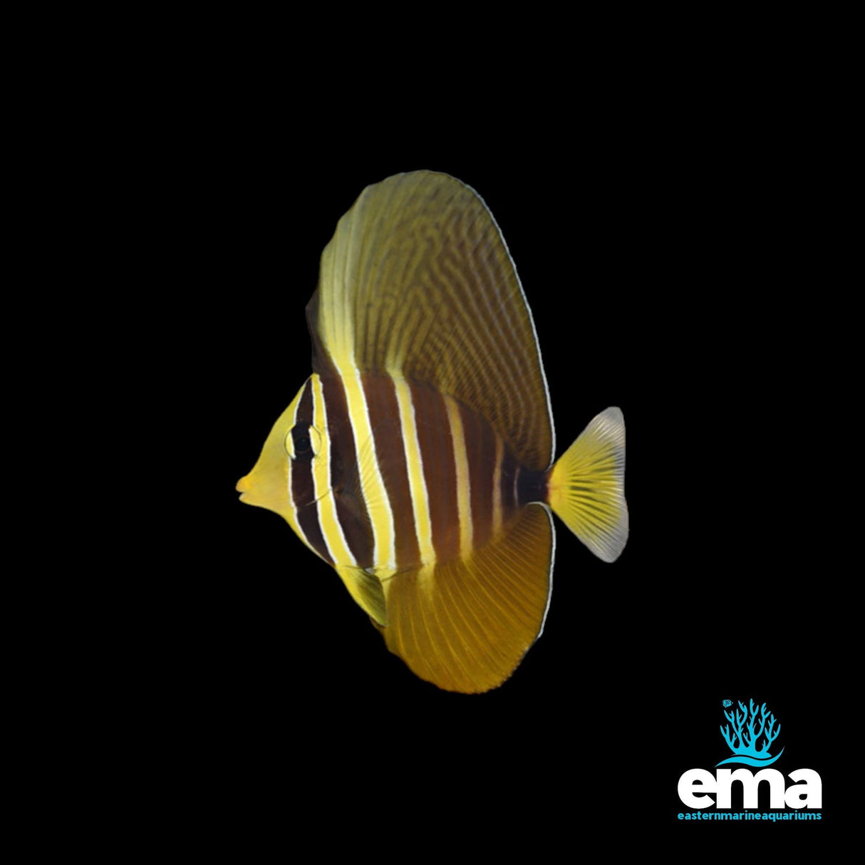 Pacific Sailfin Tang