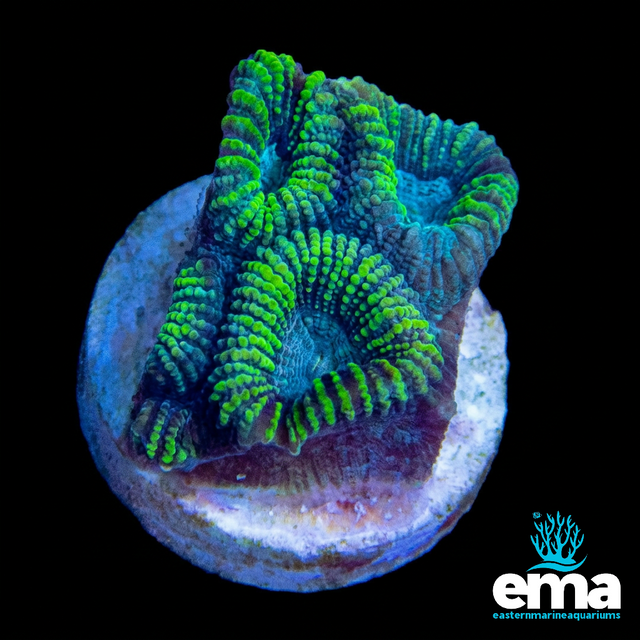 Yellow & Teal Favia Fragment coral
