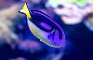 purple fish with yellow tail underwater