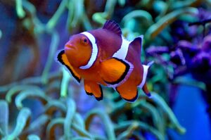 bright exotic anemonefish swimming in aquarium