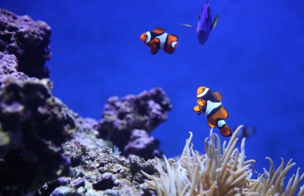 Clownfish swimming near coral and anemones in a blue aquarium, with a small blue fish in the background.