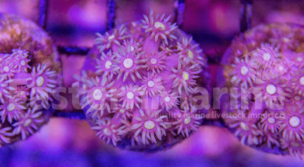 Flowerpot Fragment - EasternMarine Aquariums